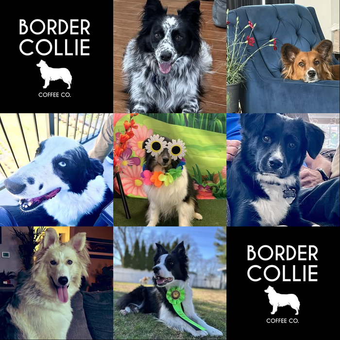 Meet Our Dogs of the Month — April