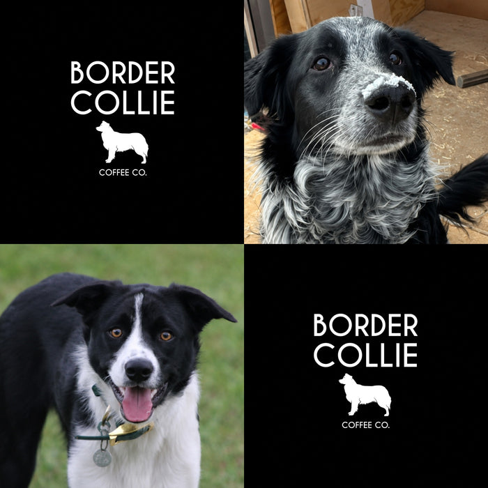 Meet Our Dogs of the Month — August 2026