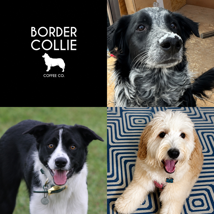 Meet Our Dogs of the Month — August 2026