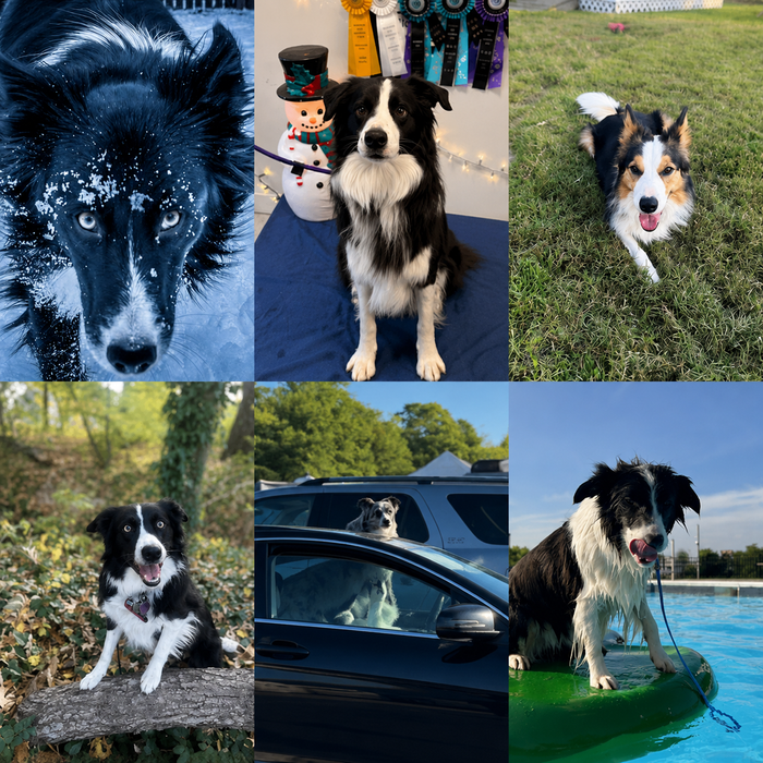 Meet Our Dogs of the Month — June