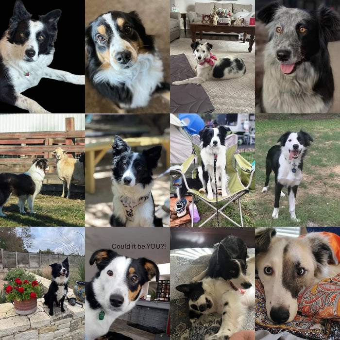 Meet Our Dogs of the Month — May