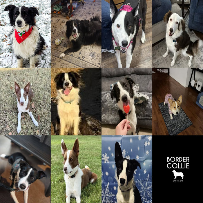 Meet Our Dogs of the Month — March