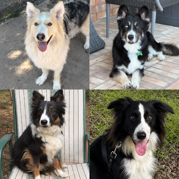 Meet Our Dogs of the Month — October 2026
