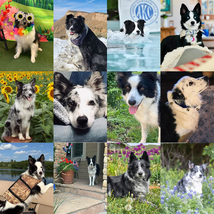 Meet Our Dogs of the Month — August