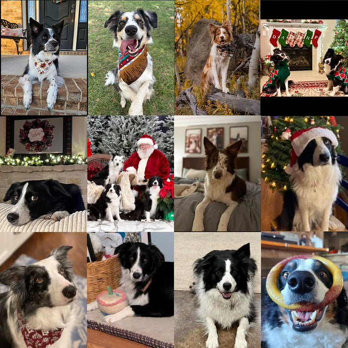 Meet Our Dogs of the Month — November