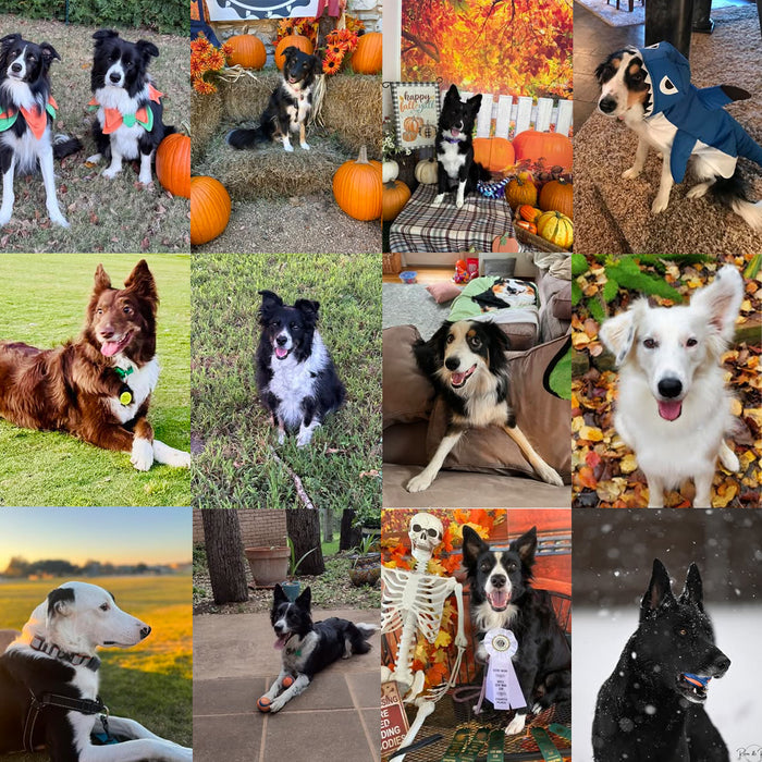 Meet Our Dogs of the Month — October