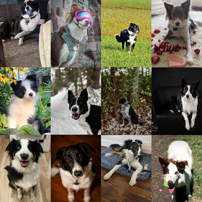 Meet Our Dogs of the Month — January/February