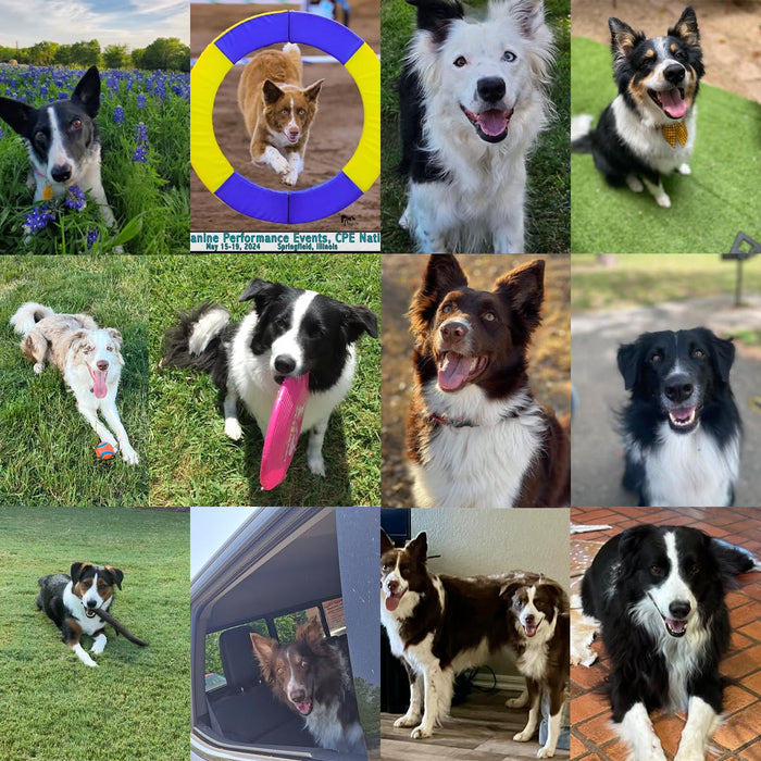 Meet Our Dogs of the Month — September